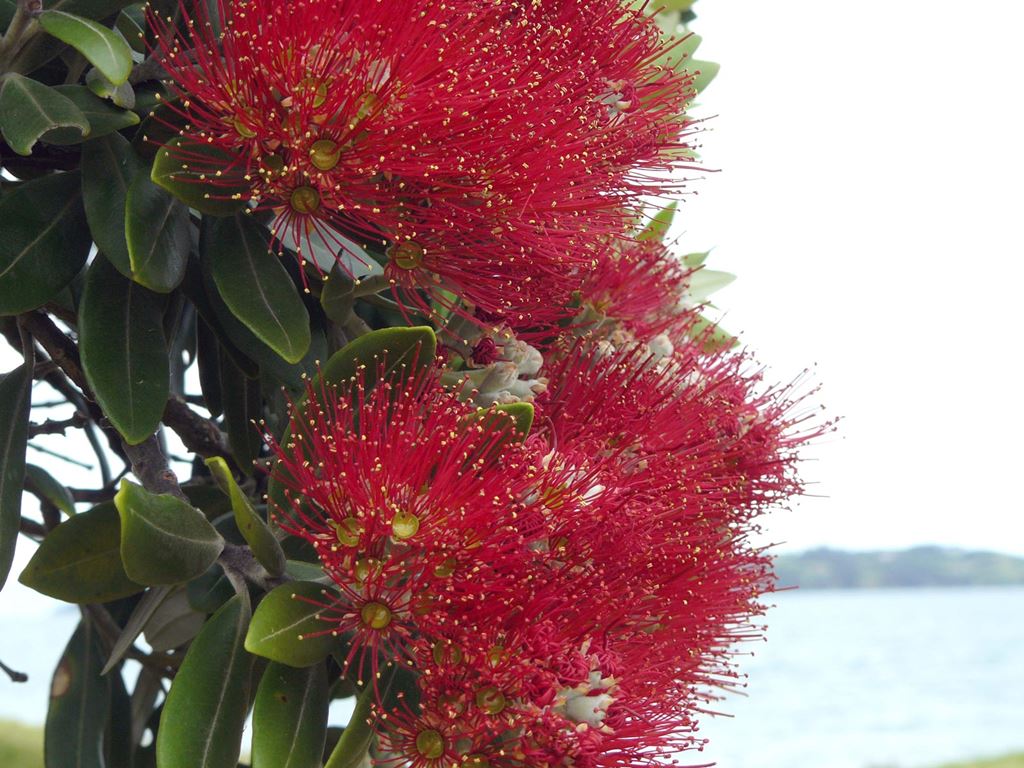 Pohutukawa Flower
