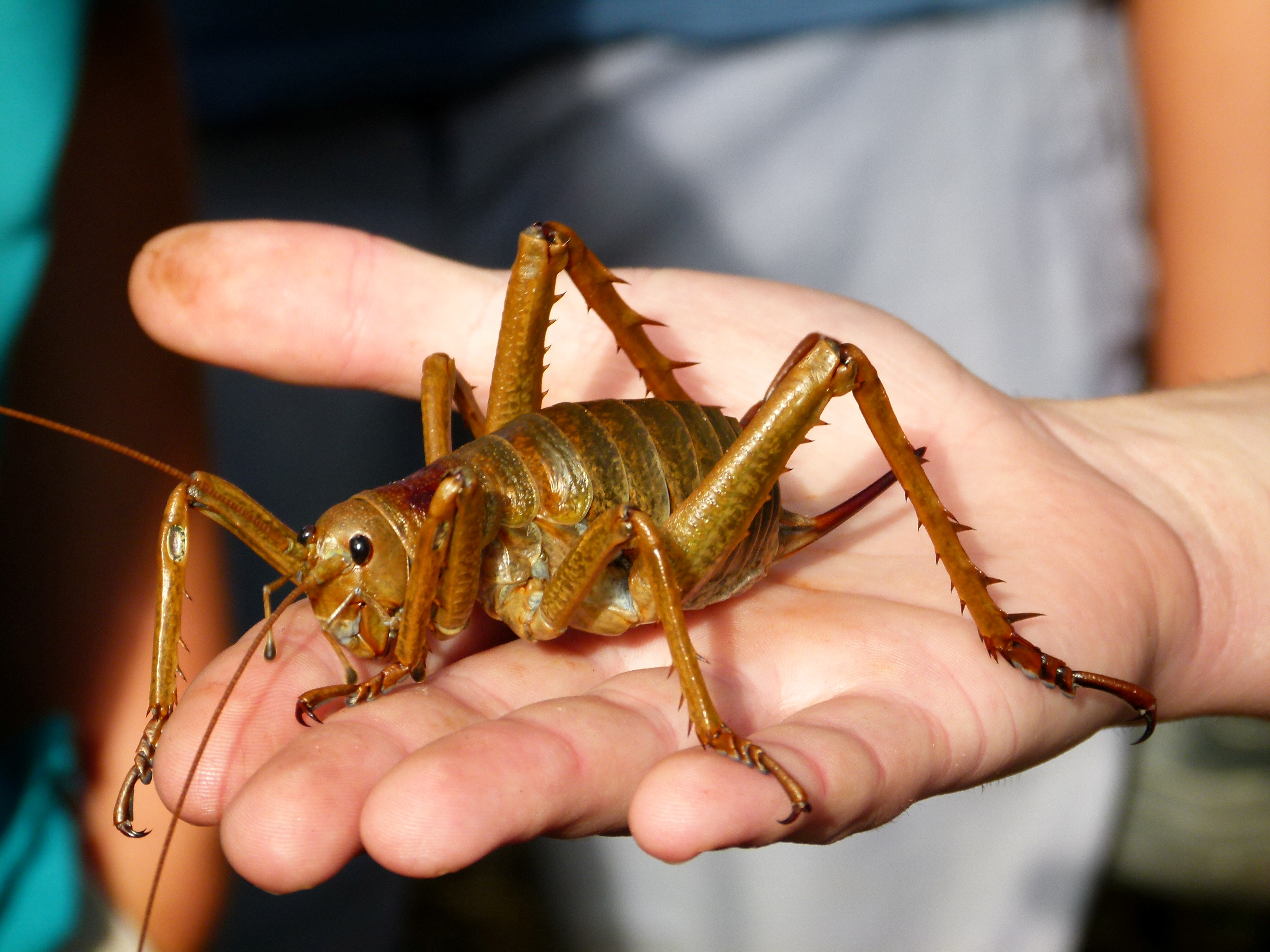 Educational Experiences