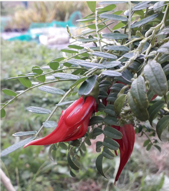 July 2021 Newsletter