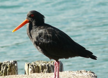 blog single image