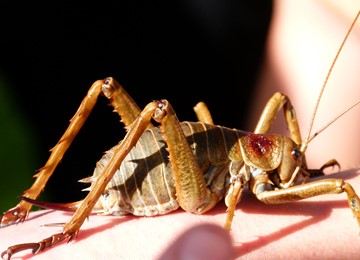 blog single image