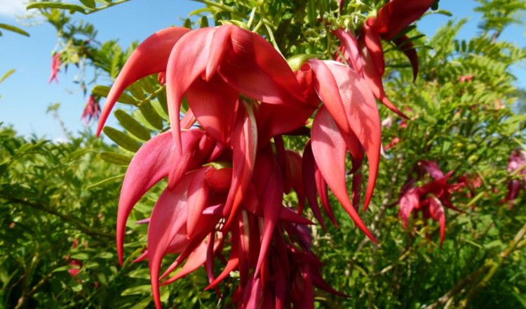 Rare Plant Project