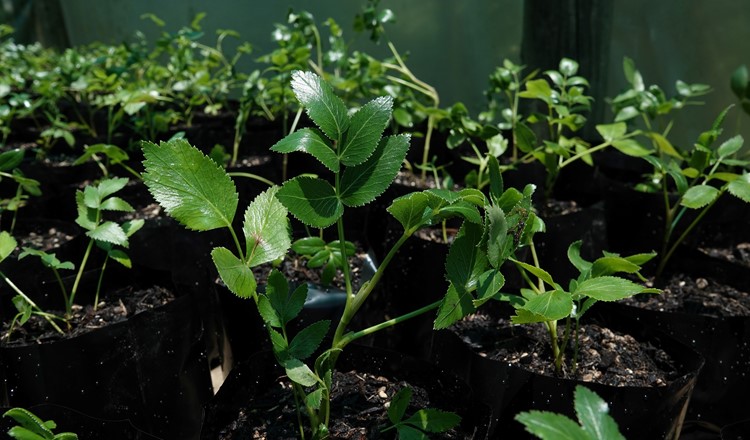 Rare Plant Planting