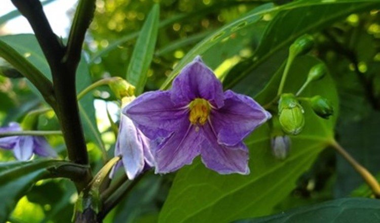 November 2024 Newsletter