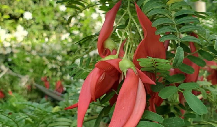 Kakabeak - Clianthus Puniceus