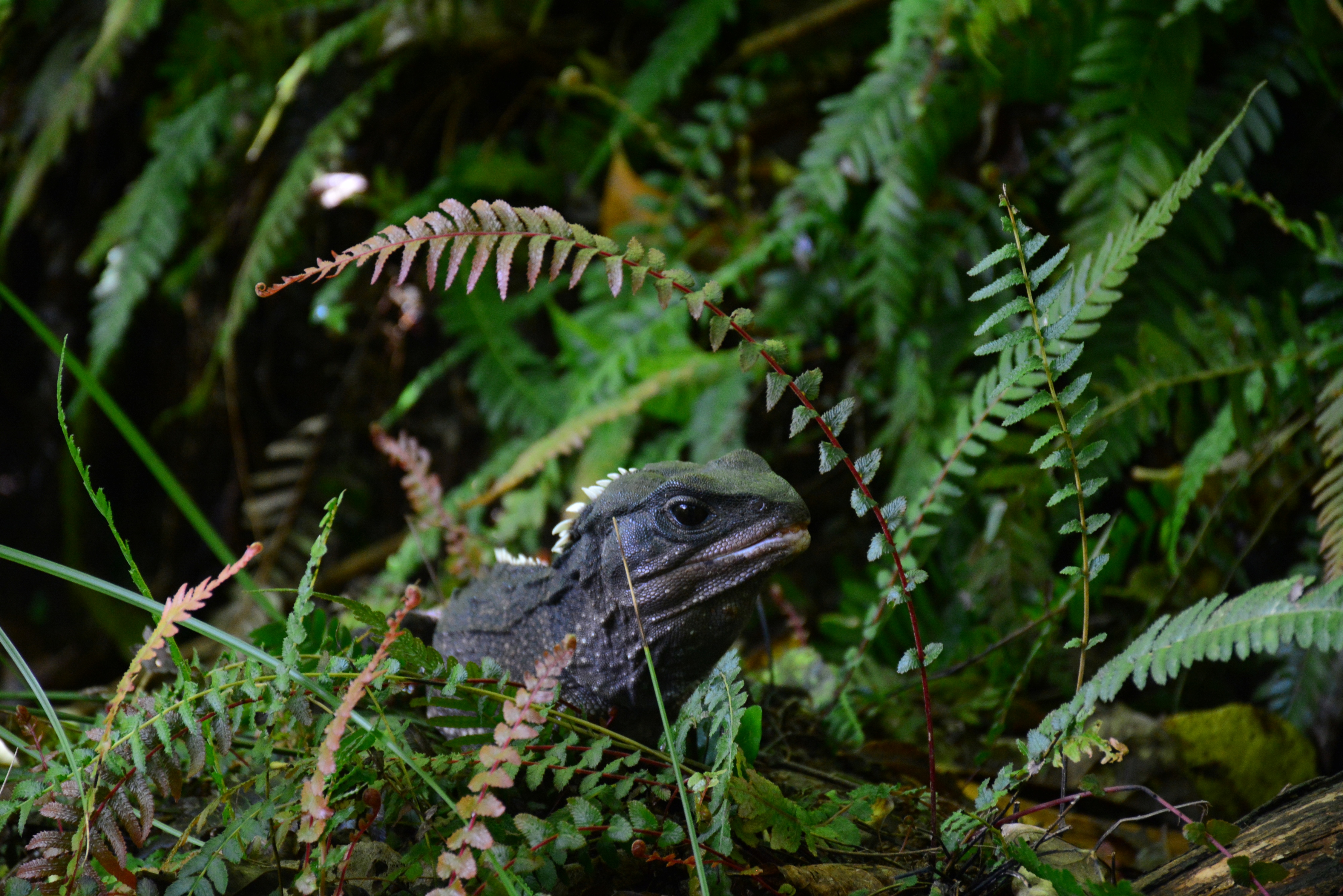 November 2025 Newsletter